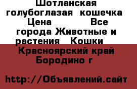 Шотланская голубоглазая  кошечка › Цена ­ 5 000 - Все города Животные и растения » Кошки   . Красноярский край,Бородино г.